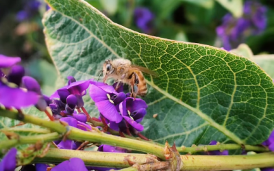 Pollinator Power